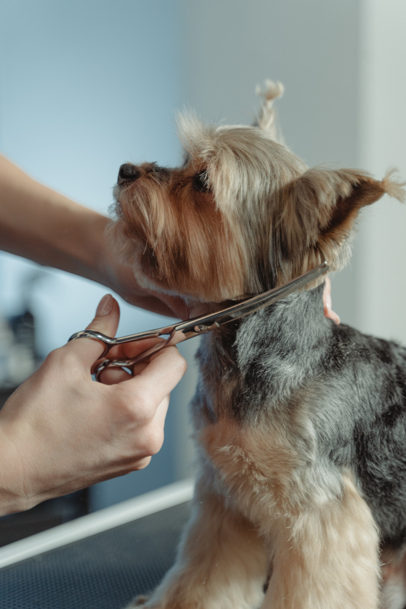 Groomer giving a small dog a haircut